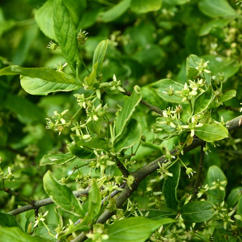 Euonymus europaeus Albus - Fusain d'Europe (Flowering)
