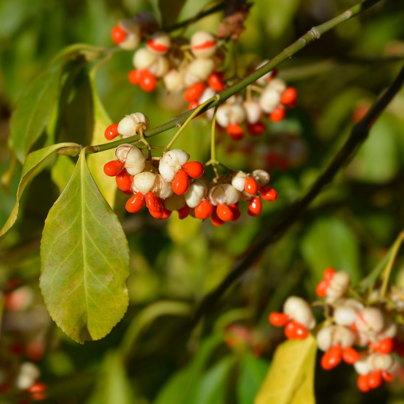 Euonymus europaeus Albus - Fusain d'Europe (Harvest)