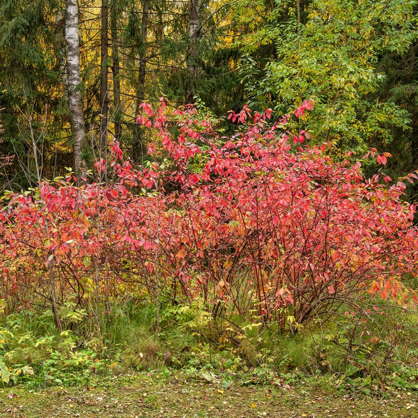 Euonymus europaeus - Fusain d'Europe (Plant habit)