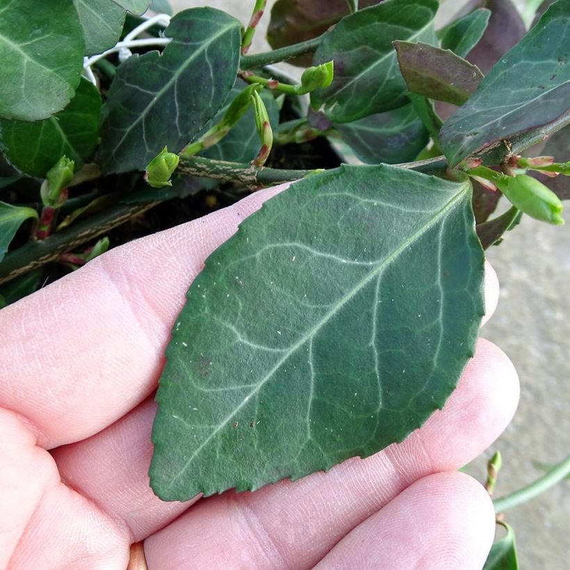 Euonymus fortunei Coloratus - Fusain rampant (Foliage)