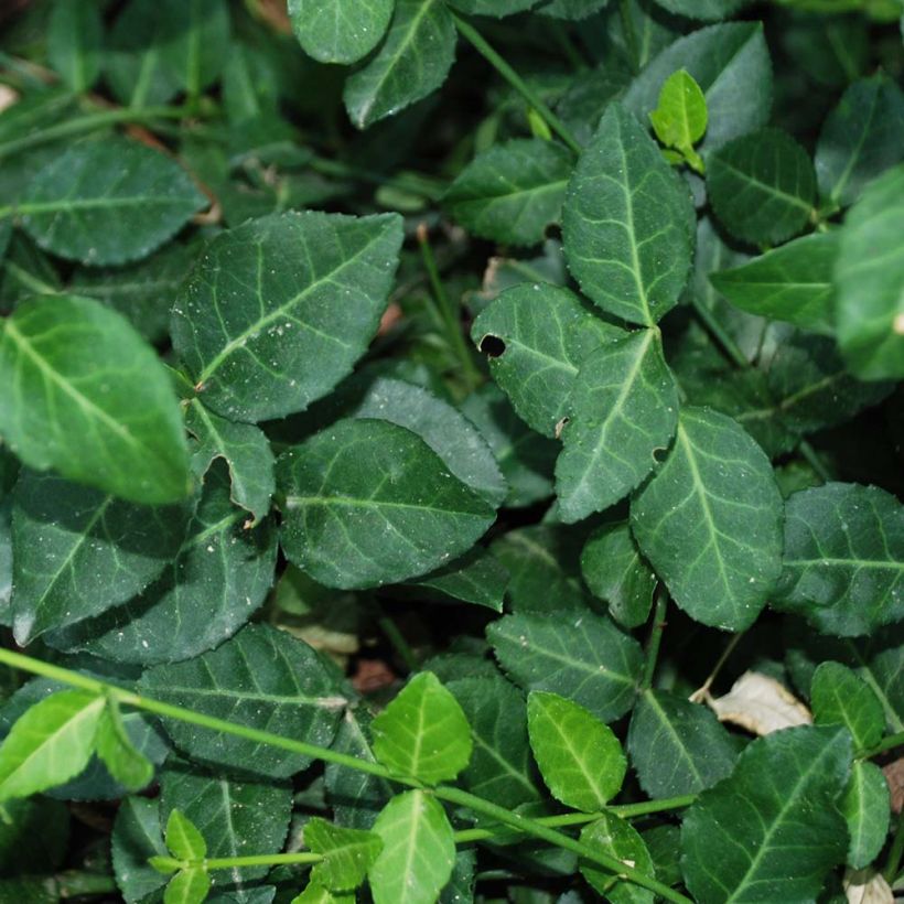 Euonymus fortunei Radicans - Fusain rampant (Foliage)