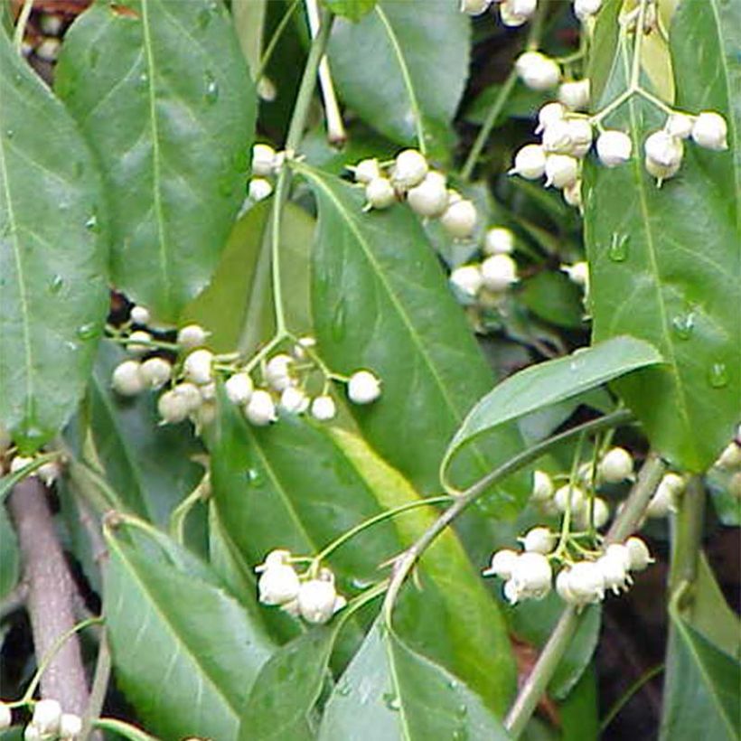 Euonymus fortunei Radicans - Fusain rampant (Flowering)