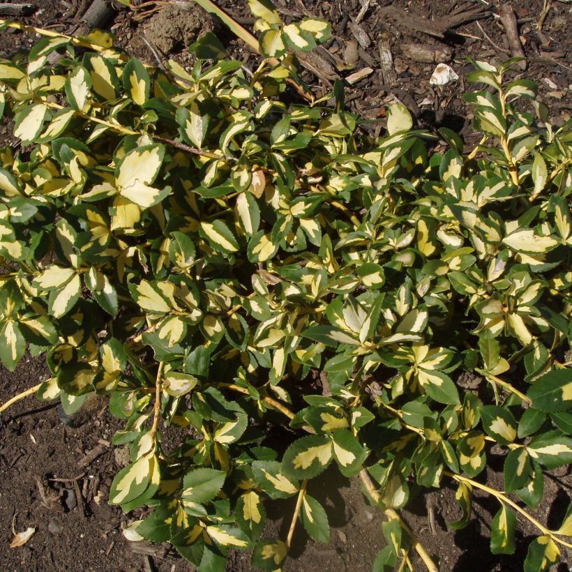 Euonymus fortunei  Sunspot - Fusain persistant (Plant habit)