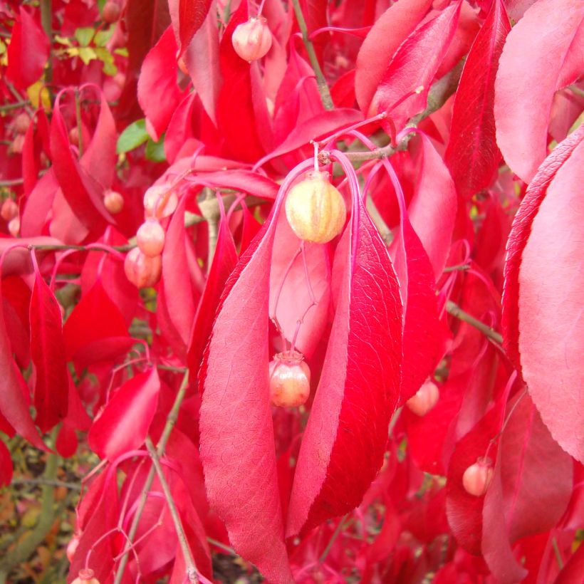 Euonymus grandiflorus Red Wine - fusain (Foliage)