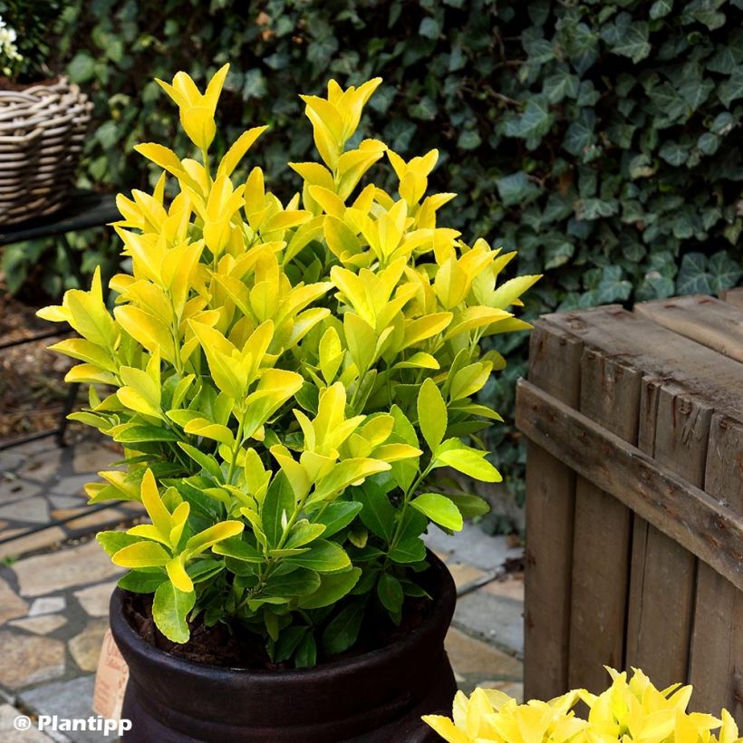 Euonymus japonicus El Dorado - Fusain du Japon (Plant habit)