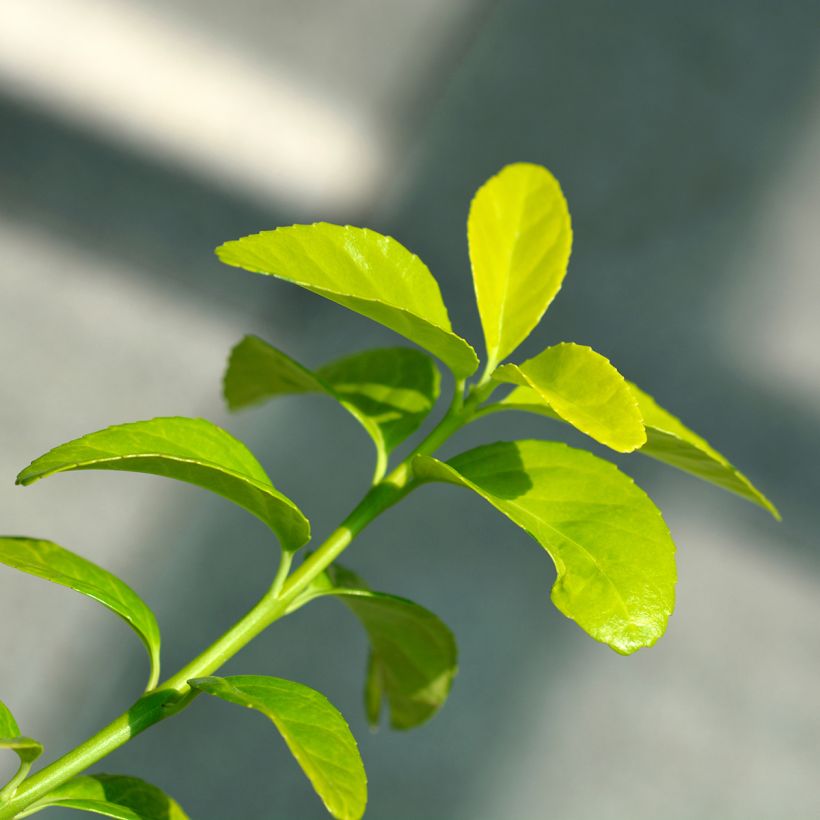 Euonymus japonicus El Dorado - Fusain du Japon (Foliage)