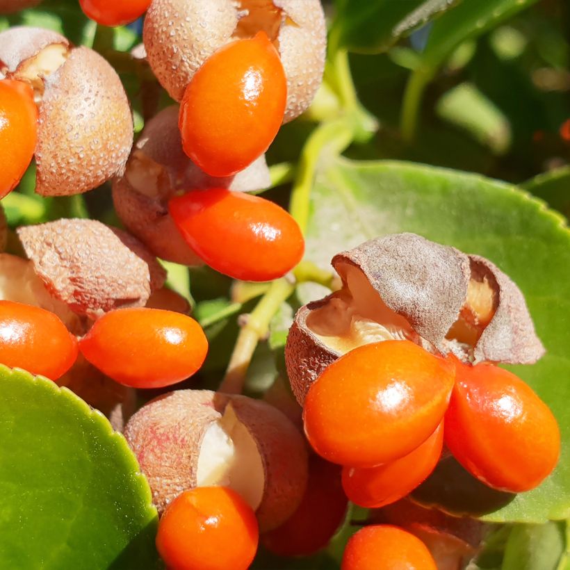 Euonymus japonicus - Fusain du Japon (Harvest)