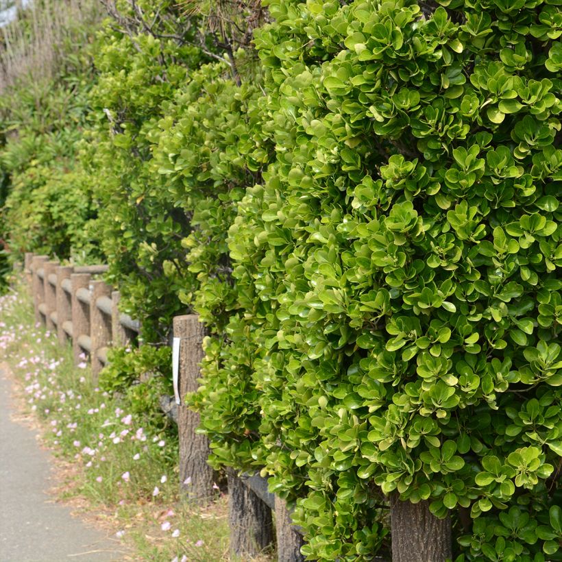 Euonymus japonicus - Fusain du Japon (Plant habit)