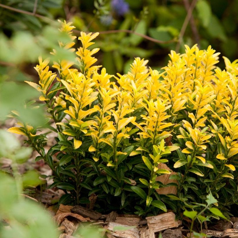 Euonymus japonicus Happiness - Fusain du Japon (Plant habit)