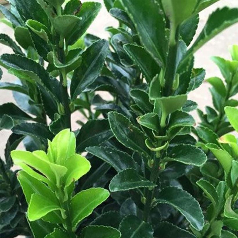 Euonymus japonicus Jean Hugues - Fusain du Japon   (Foliage)