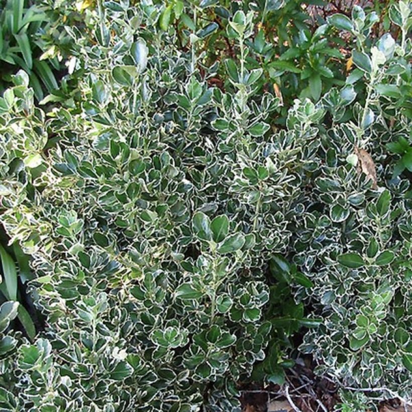 Euonymus japonicus Kathy - Fusain du Japon (Foliage)