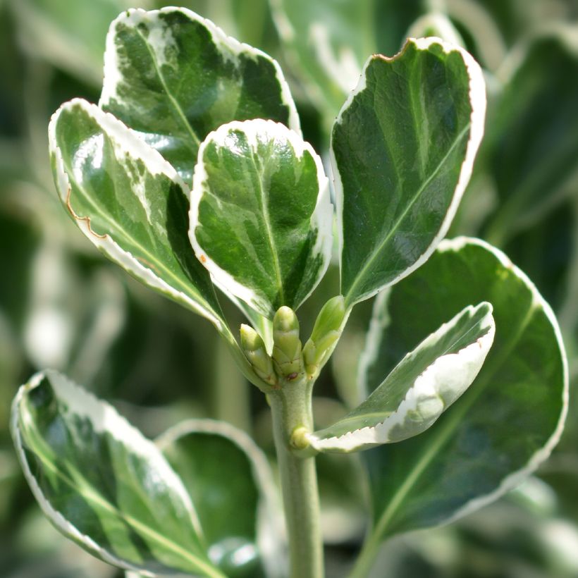 Euonymus japonicus Louisette - Fusain du Japon (Foliage)