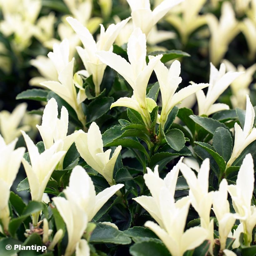 Euonymus japonicus Paloma Blanca - Fusain du Japon (Foliage)