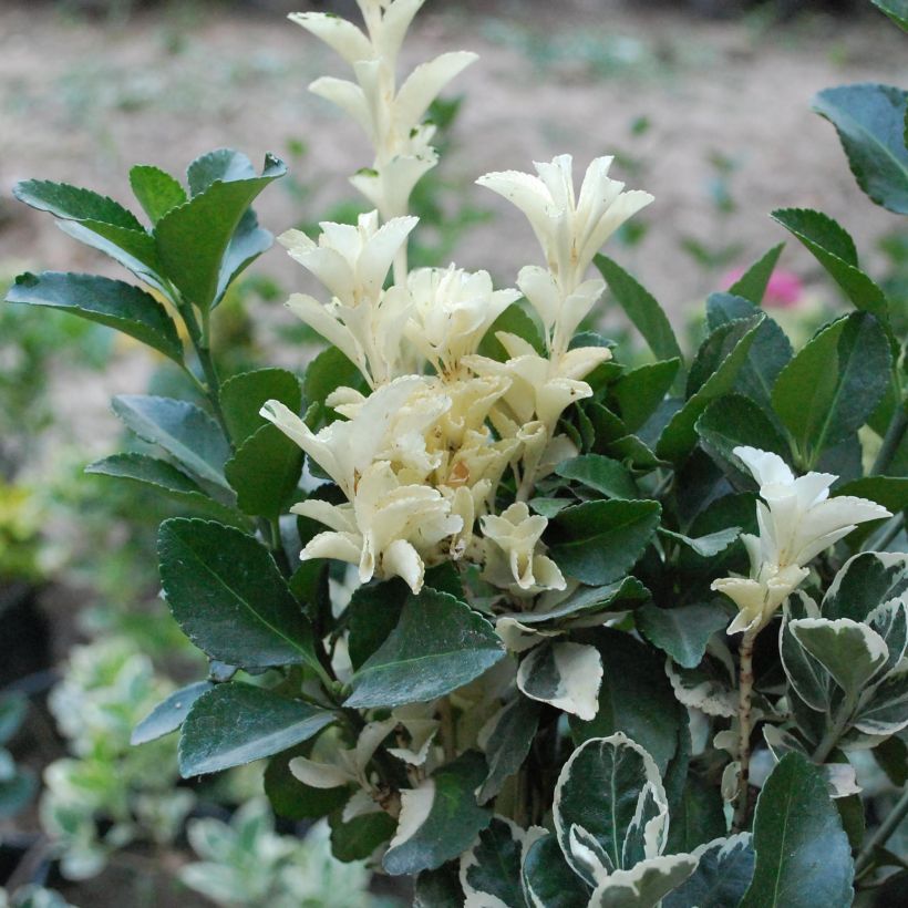 Euonymus japonicus Pierrolino - Fusain du Japon (Foliage)