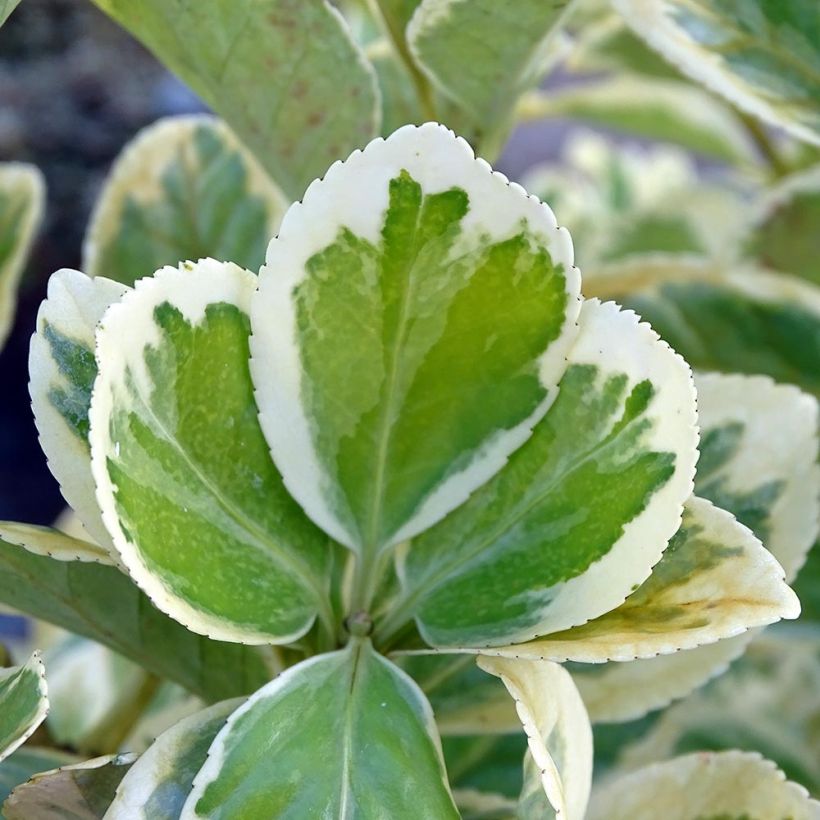 Euonymus japonicus Président Gauthier - Fusain du Japon (Foliage)