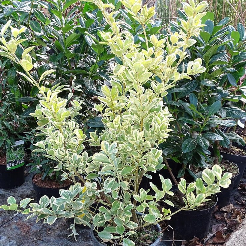 Euonymus japonicus Président Gauthier - Fusain du Japon (Plant habit)
