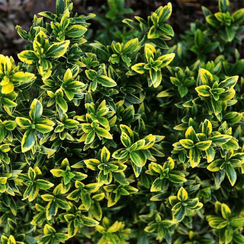Euonymus japonicus Microphyllus Aureovariegatus - Fusain (Foliage)