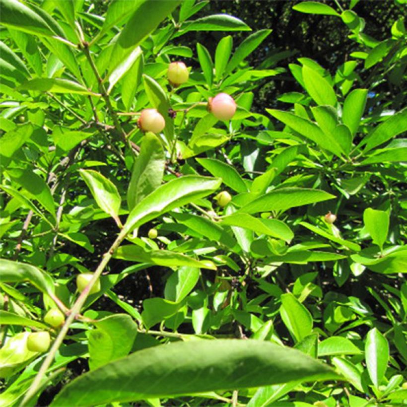 Euonymus myrianthus - Fusain de Chine  (Foliage)