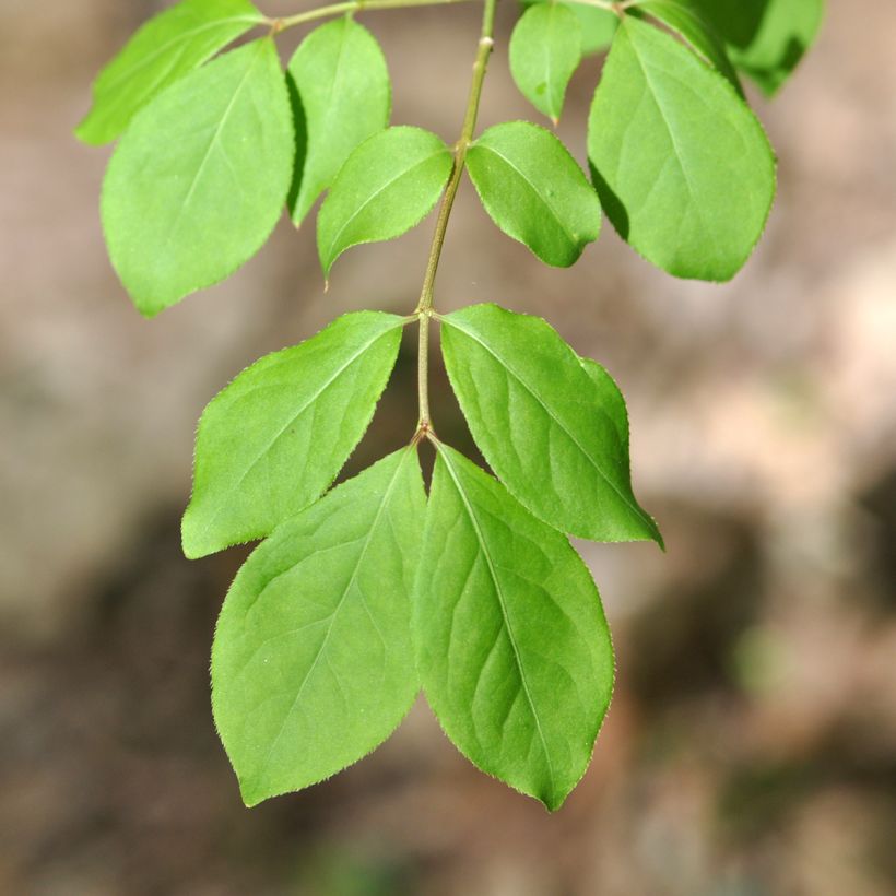 Euonymus oxyphyllus - Fusain de Corée (Foliage)