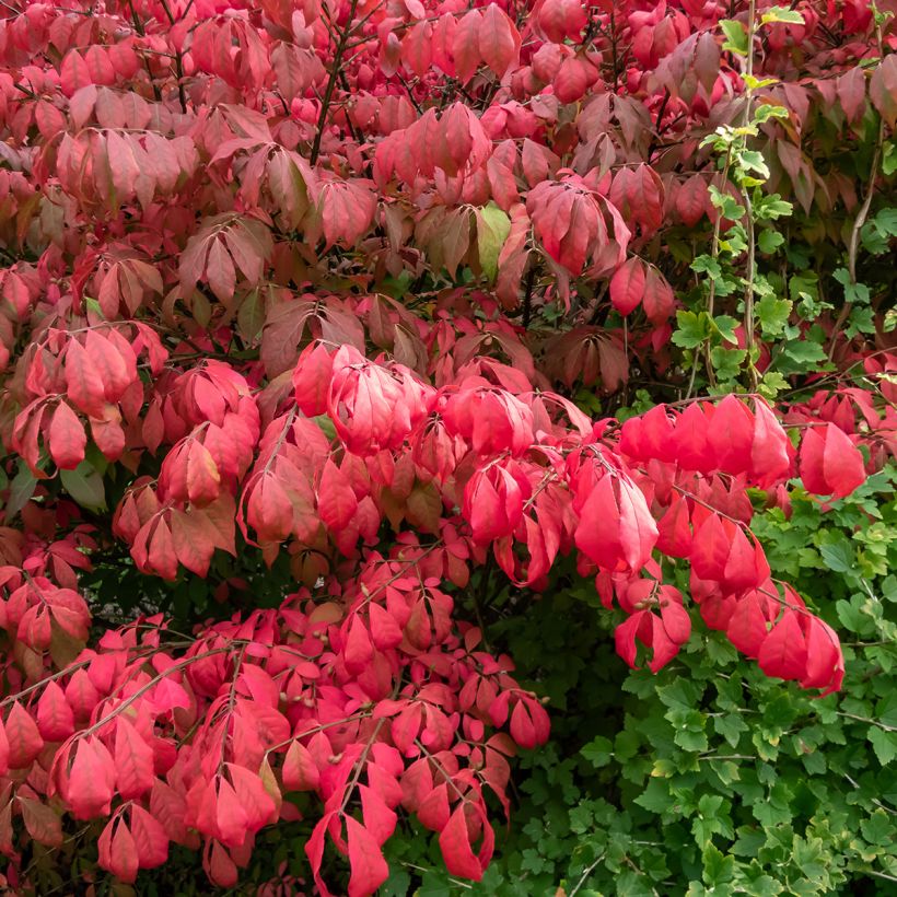 Euonymus alatus Blade Runner - Fusain ailé nain (Foliage)