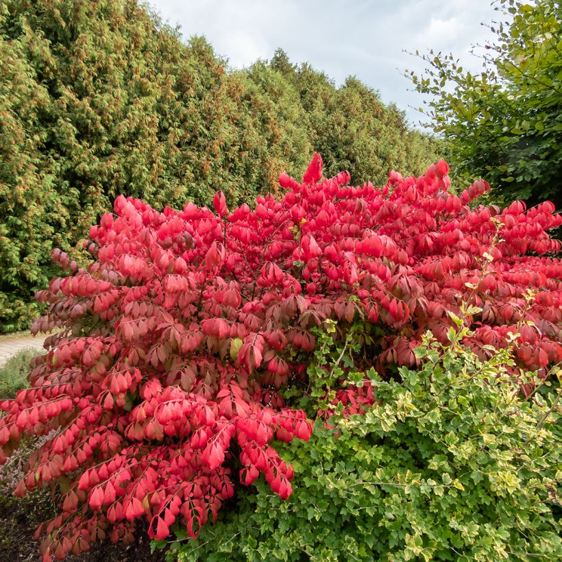 Euonymus alatus Blade Runner - Fusain ailé nain (Plant habit)
