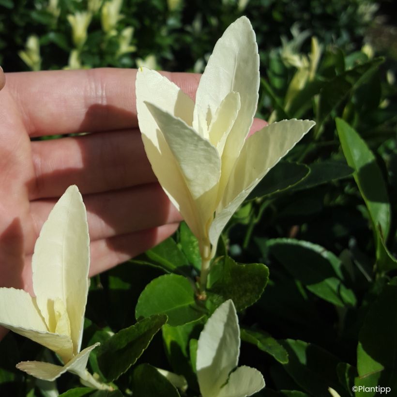 Euonymus japonicus Himalaya - Fusain du Japon (Foliage)