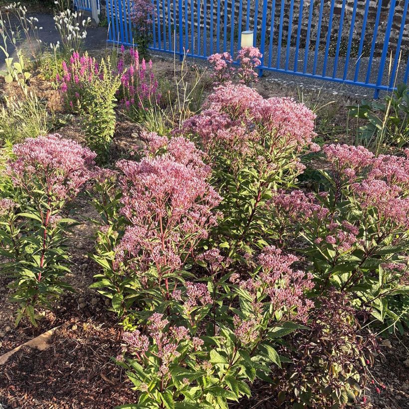 Eupatorium hybride Baby Joe - Eupatoire (Plant habit)