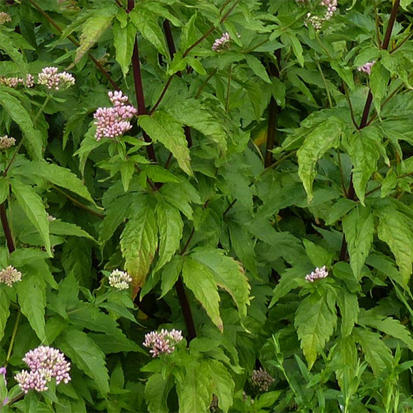 Eupatorium cannabinum Plenum - Eupatoire (Foliage)