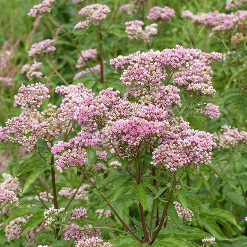 Eupatorium cannabinum Plenum - Eupatoire (Flowering)