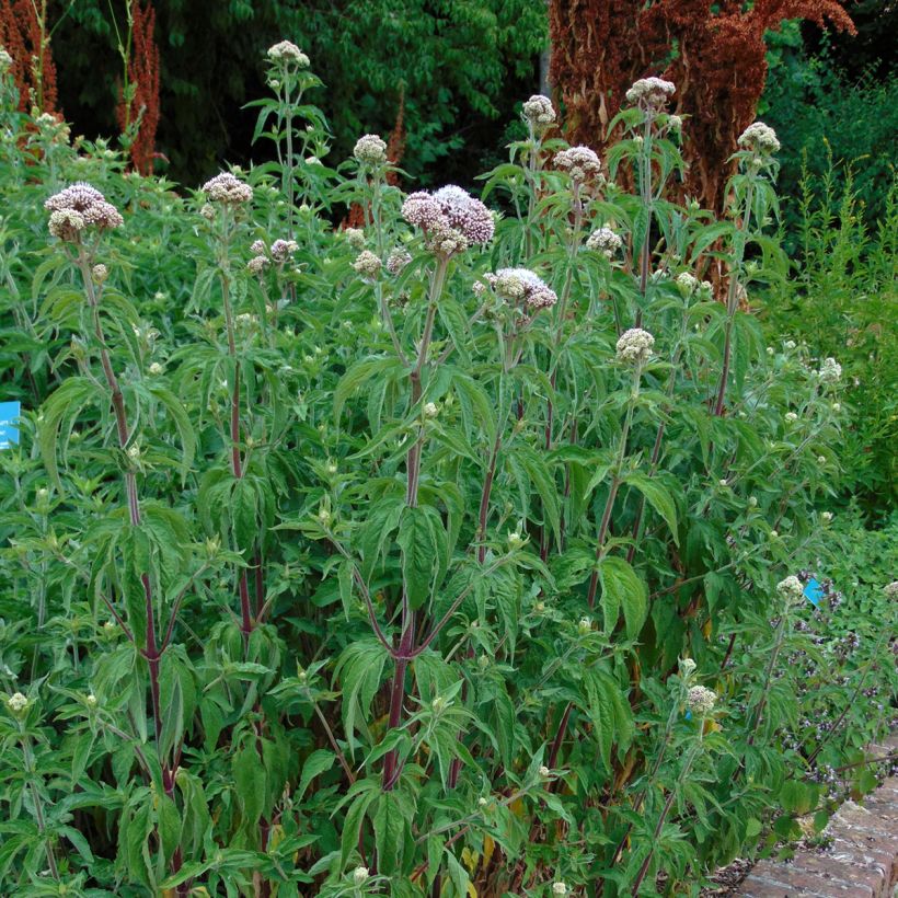 Eupatorium cannabinum Plenum - Eupatoire (Plant habit)