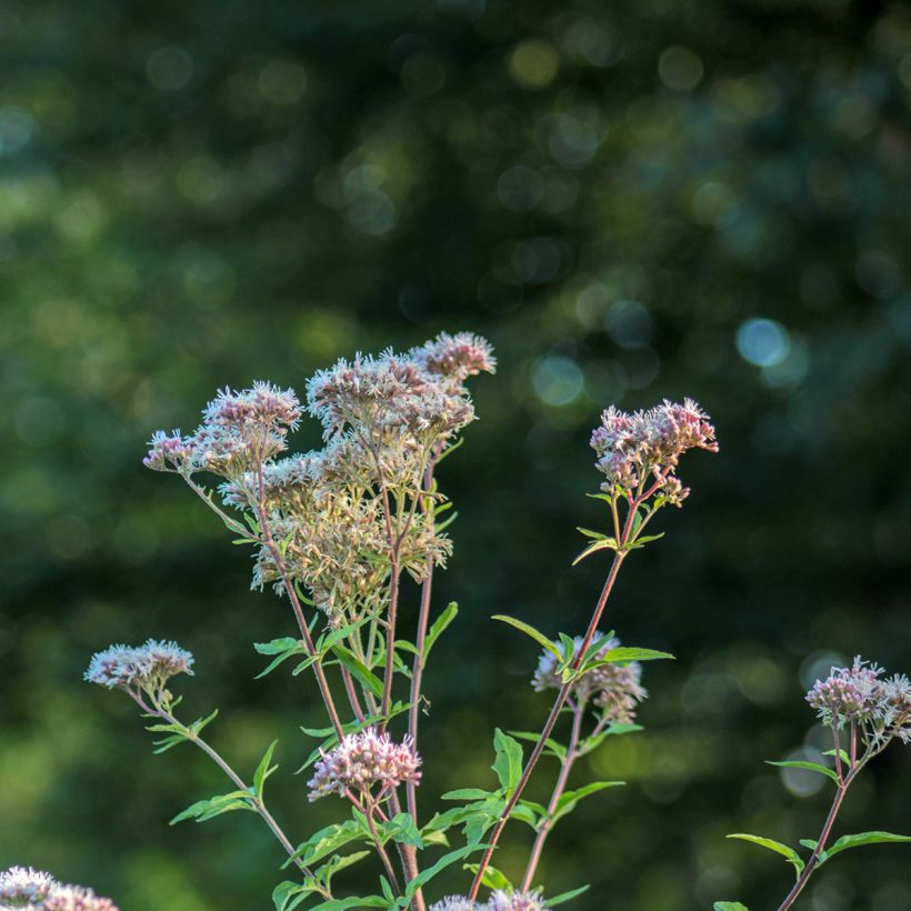 Eupatorium fortunei, Eupatoire (Flowering)