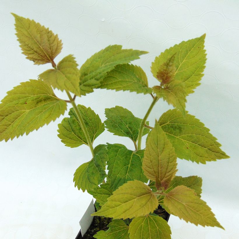 Eupatorium  hybride Lucky Melody - Eupatoire (Foliage)
