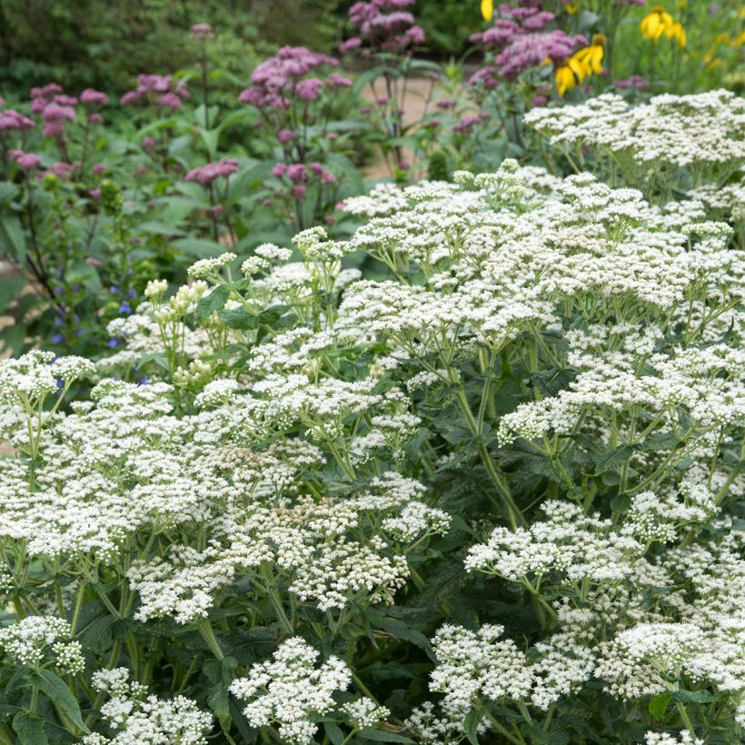 Eupatorium perfoliatum - Eupatoire perfoliée (Plant habit)