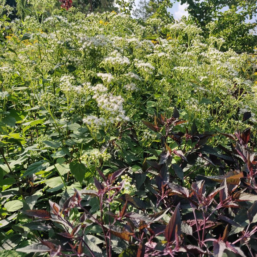 Eupatorium rugosum braunlaub ou Ageratina altissima (Plant habit)