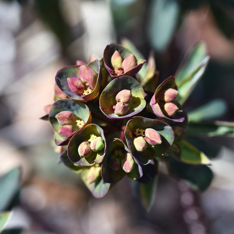 Euphorbe Black Bird (Flowering)