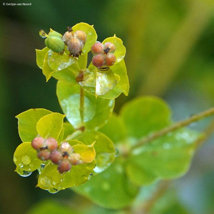 Euphorbia pseudovirgata - Euphorbe (Flowering)