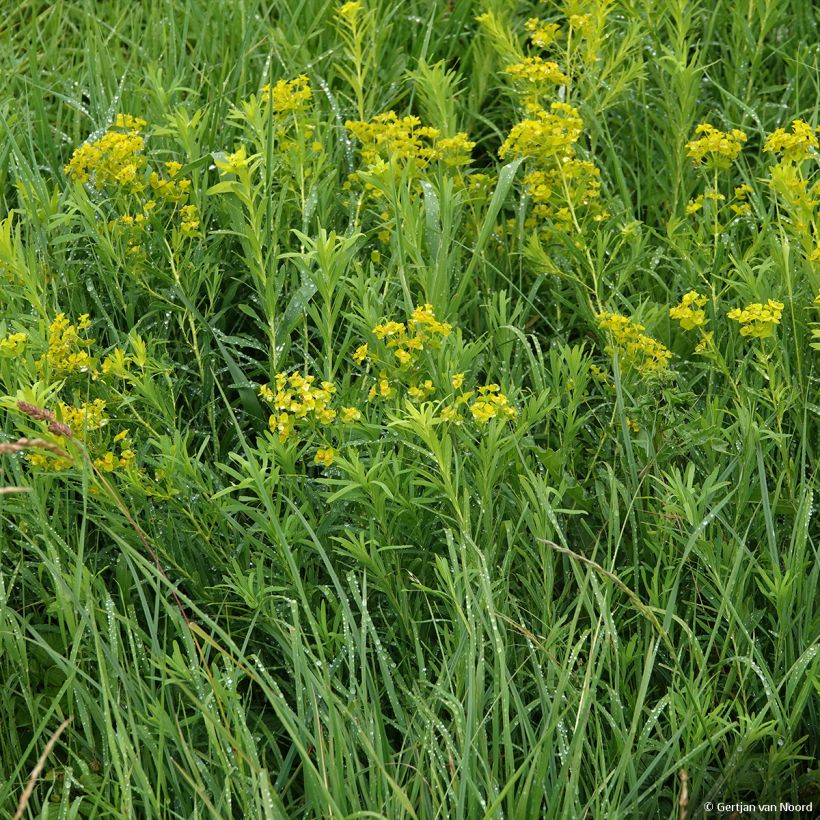 Euphorbia pseudovirgata - Euphorbe (Plant habit)