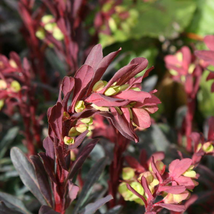 Euphorbia amygdaloides purpurea - Euphorbe des bois pourpre (Flowering)