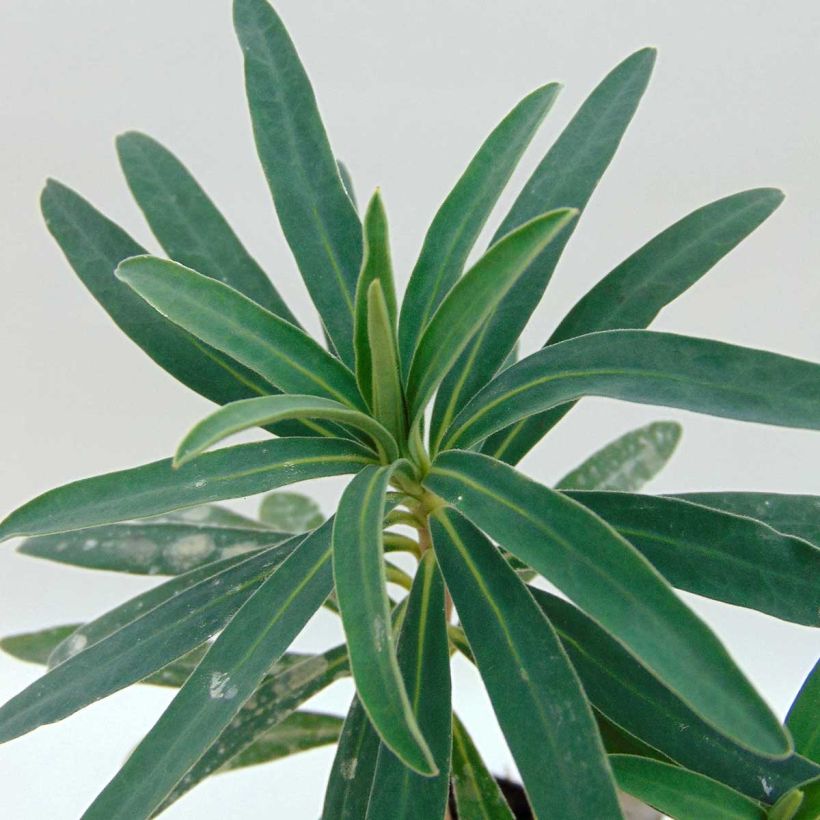 Euphorbe characias Blue Wonder (Foliage)