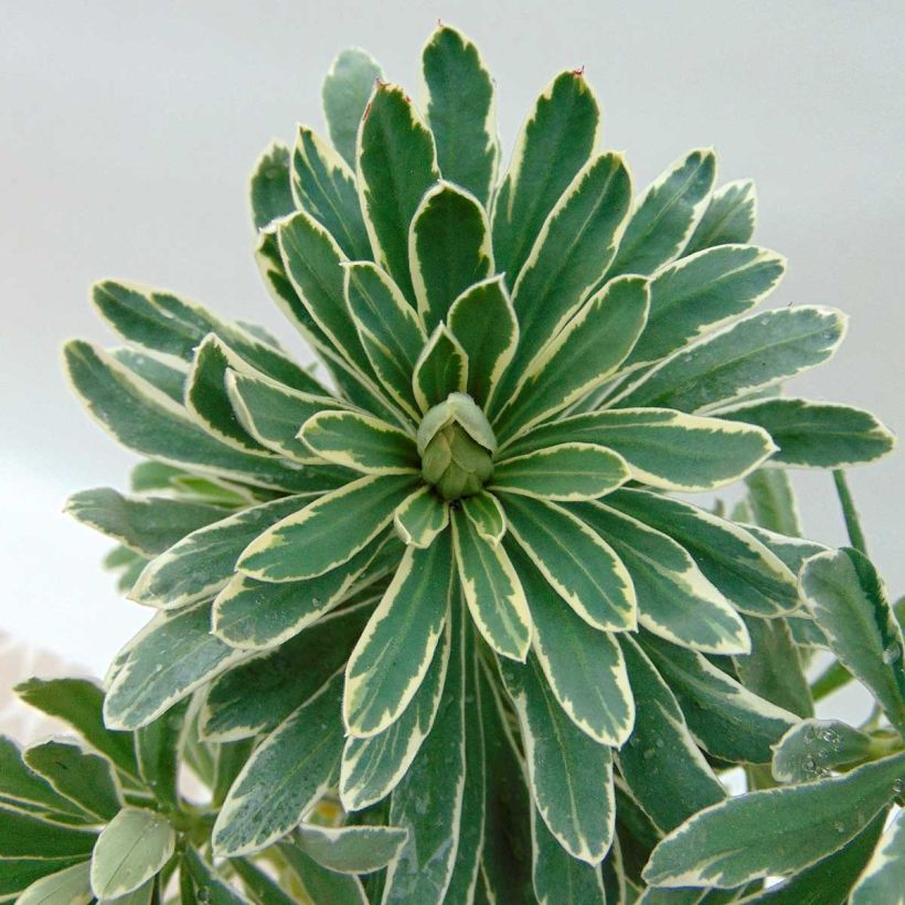 Euphorbe characias Glacier Blue (Foliage)