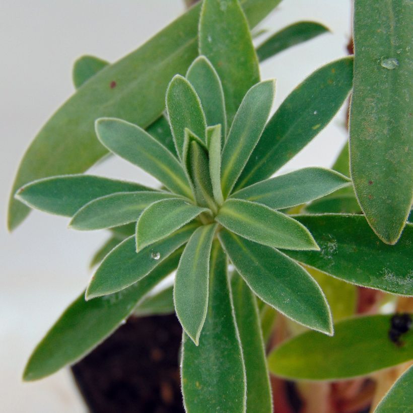 Euphorbe characias Humpty Dumpty (Foliage)