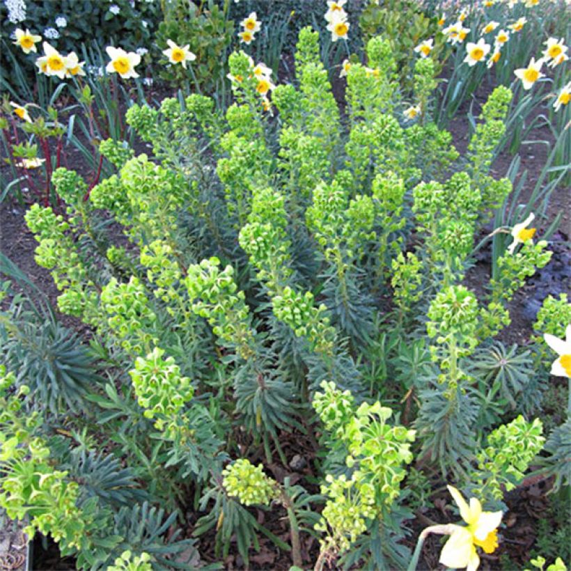 Euphorbe characias Humpty Dumpty (Flowering)