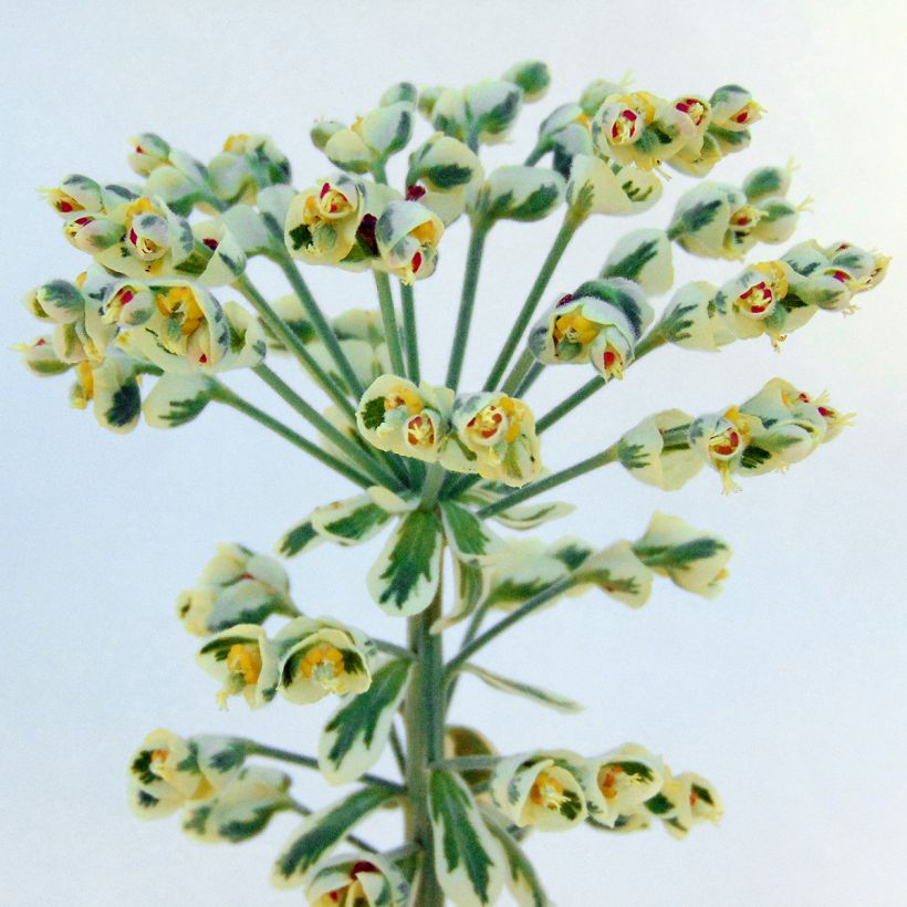 Euphorbe characias Wilcott (Silver Swan) (Flowering)