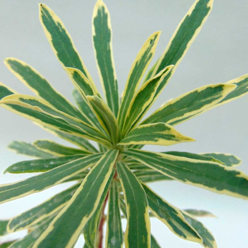 Euphorbe characias Wilcott (Silver Swan) (Foliage)
