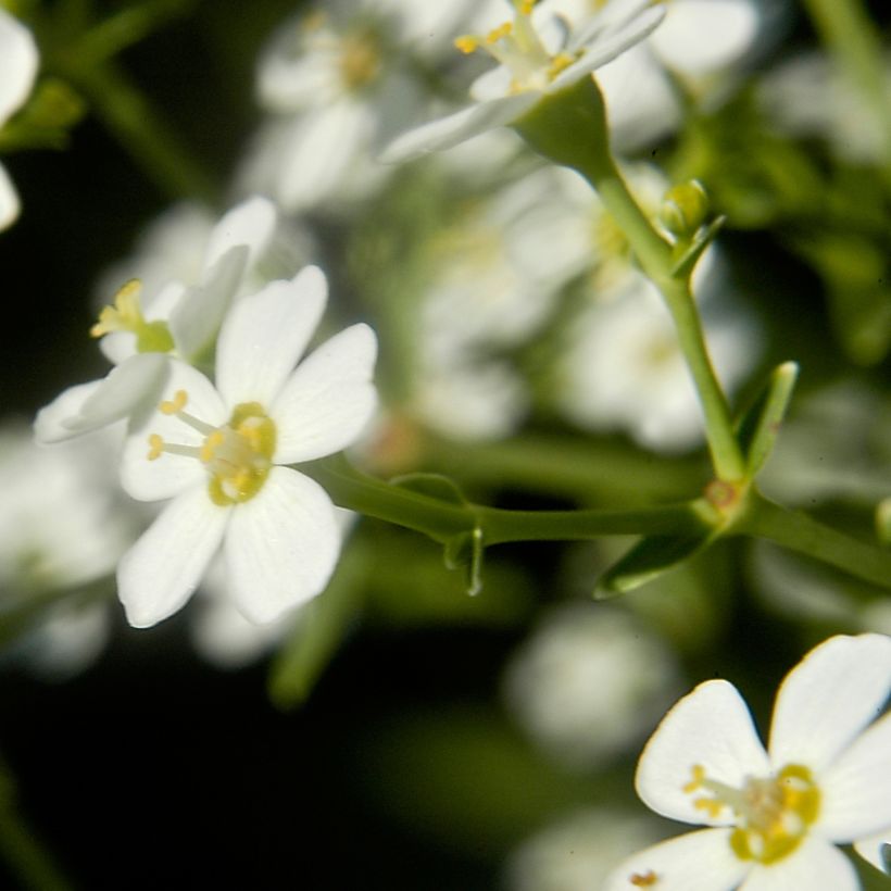 Euphorbe - Euphorbia corollata (Flowering)