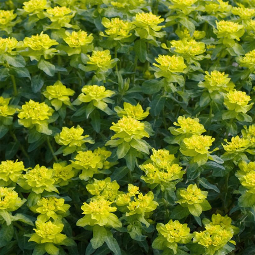 Euphorbe polychroma Candy (Flowering)