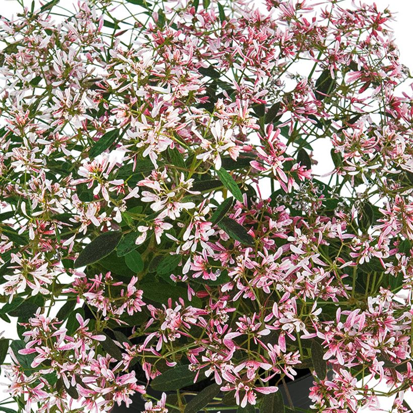 Euphorbe Shades in Pink (Flowering)