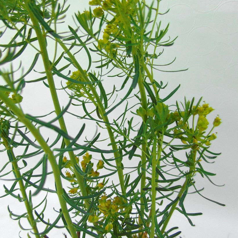 Euphorbe waldsteinii Betten - Euphorbe de Waldstein (Foliage)