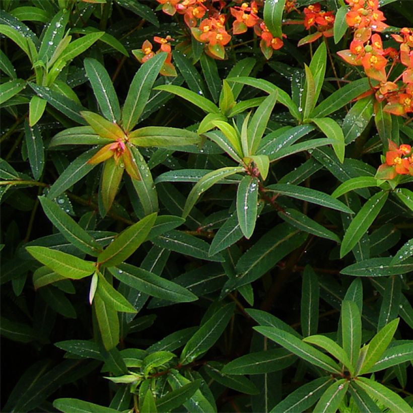 Euphorbia griffithii Dixter - Euphorbe de Griffith (Foliage)