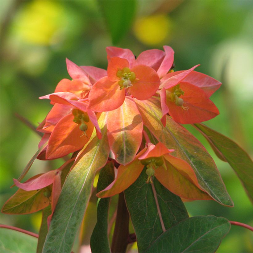 Euphorbia griffithii Dixter - Euphorbe de Griffith (Flowering)